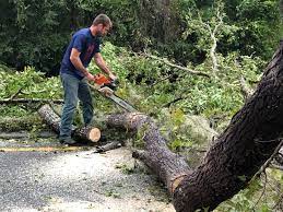 Newbern, TN  Tree Services Company