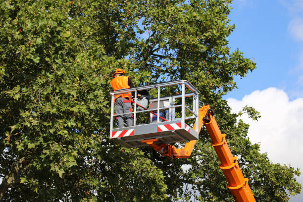 Best Hazardous Tree Removal  in Newbern, TN